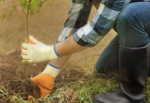 Winter Landscaping Care Includes Planting Trees 